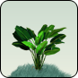 Blätterpflanze